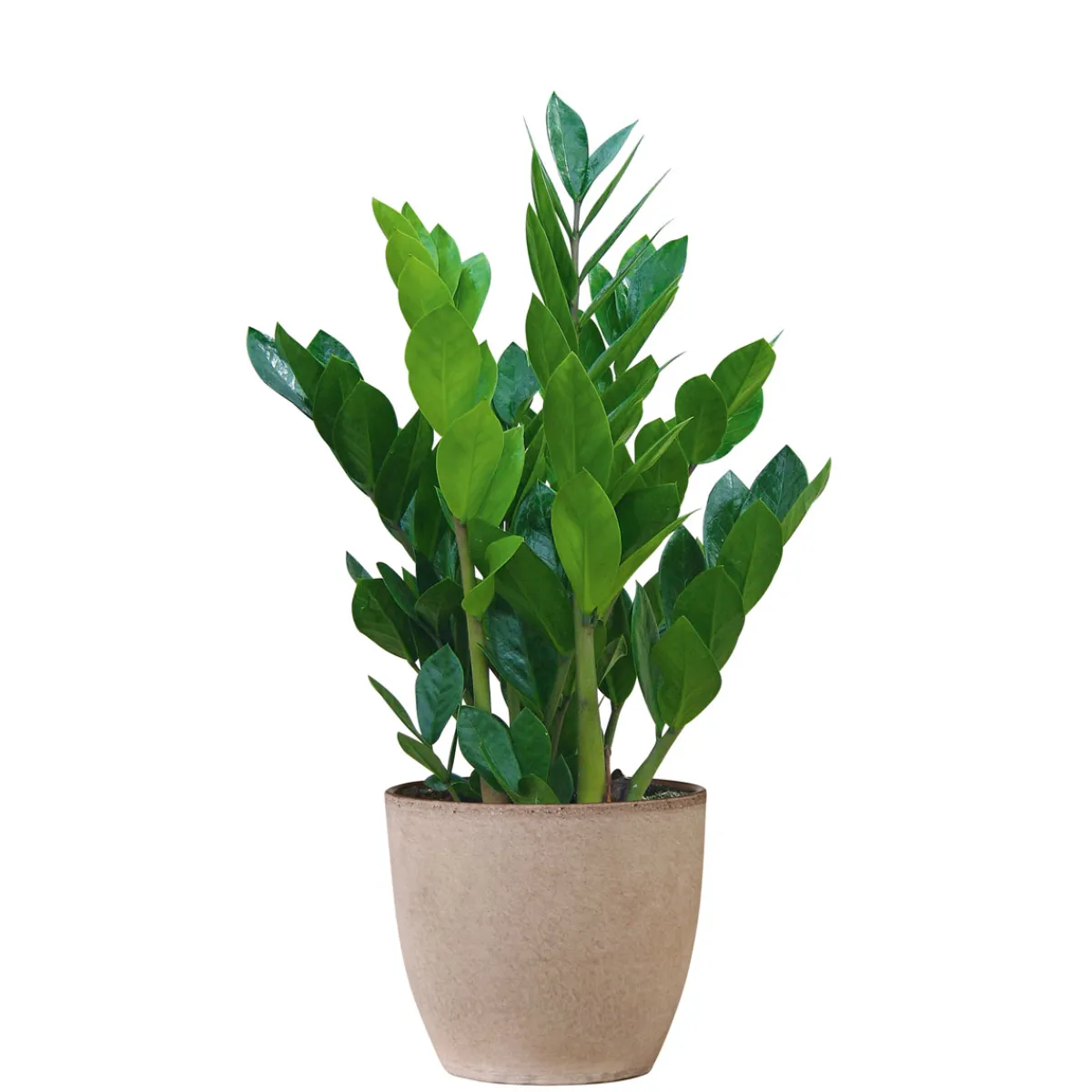 Glückfeder 60 cm T17*Plantiflor New