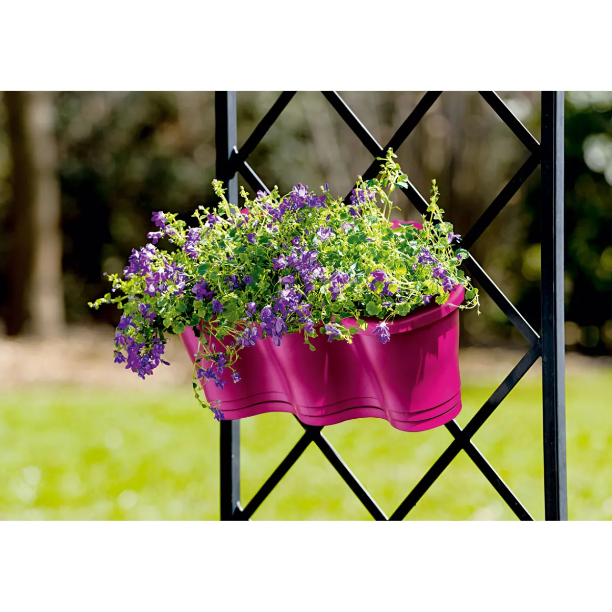 Glockenblume blau Topf 11 cm^Plantiflor Outlet