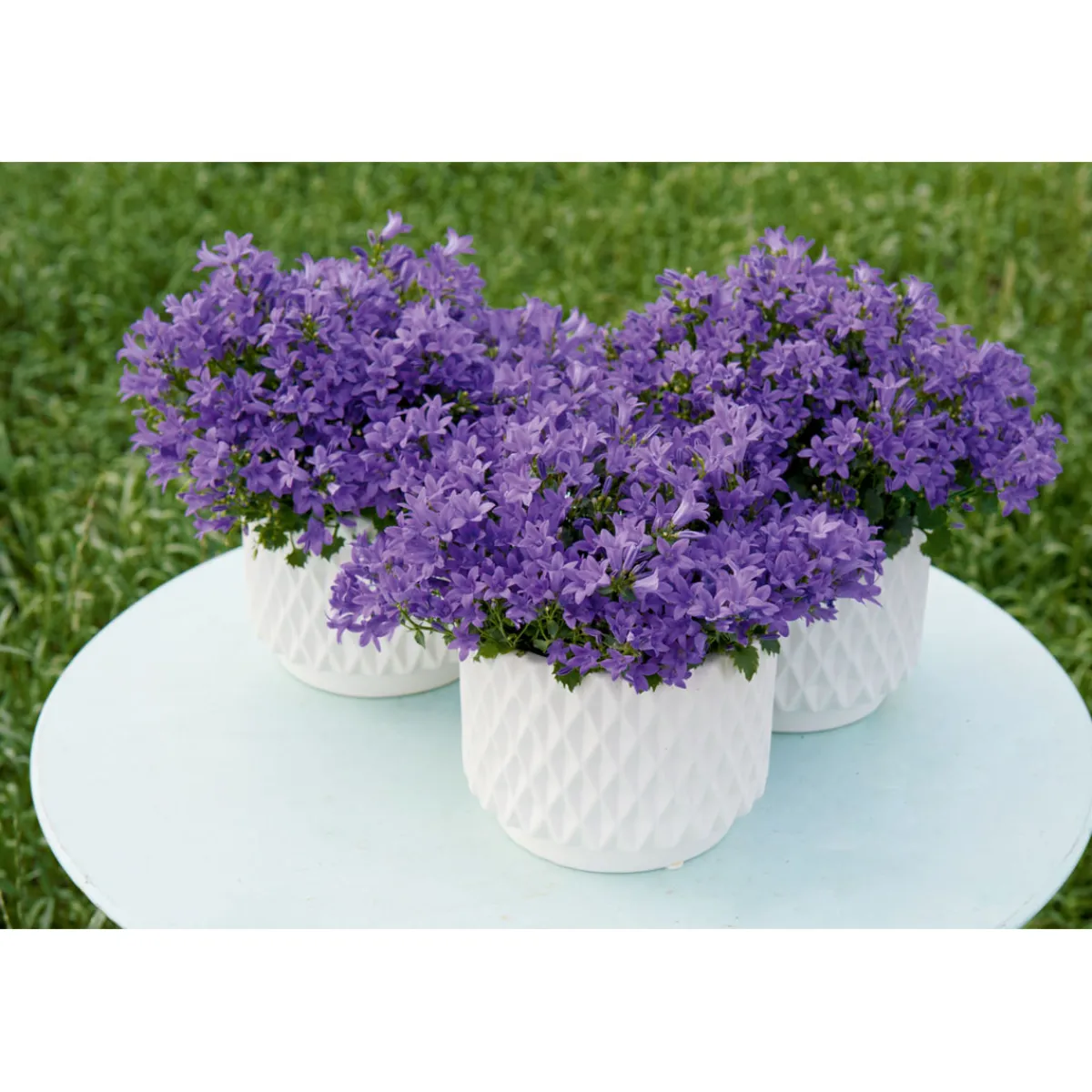 Glockenblume blau Topf 11 cm^Plantiflor Outlet