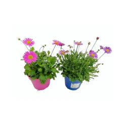 Gänseblümchen blau/rosa T13^Plantiflor