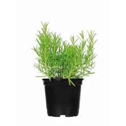 Plantiflor Gourmetkräuter Rosmarin Topf Durchmesser 12 cm