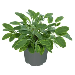 Gourmetkräuter Goldsalbei Topf 12 cm*Plantiflor Outlet