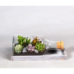 Green Bottle Flasche liegend mit Succulenten 38 cm lang*Plantiflor Hot