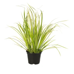 Herbstzauber verschiedene Sorten Topf Durchmesser 11 cm^Plantiflor Discount