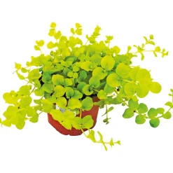 Herbstzauber verschiedene Sorten Topf Durchmesser 11 cm^Plantiflor Discount