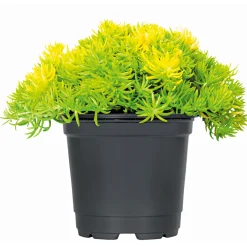 Herbstzauber verschiedene Sorten Topf Durchmesser 11 cm^Plantiflor Discount