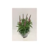 Plantiflor Ähriger Ehrenpreis Topf Durchmesser 13 cm