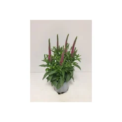 Plantiflor Ähriger Ehrenpreis Topf Durchmesser 13 cm