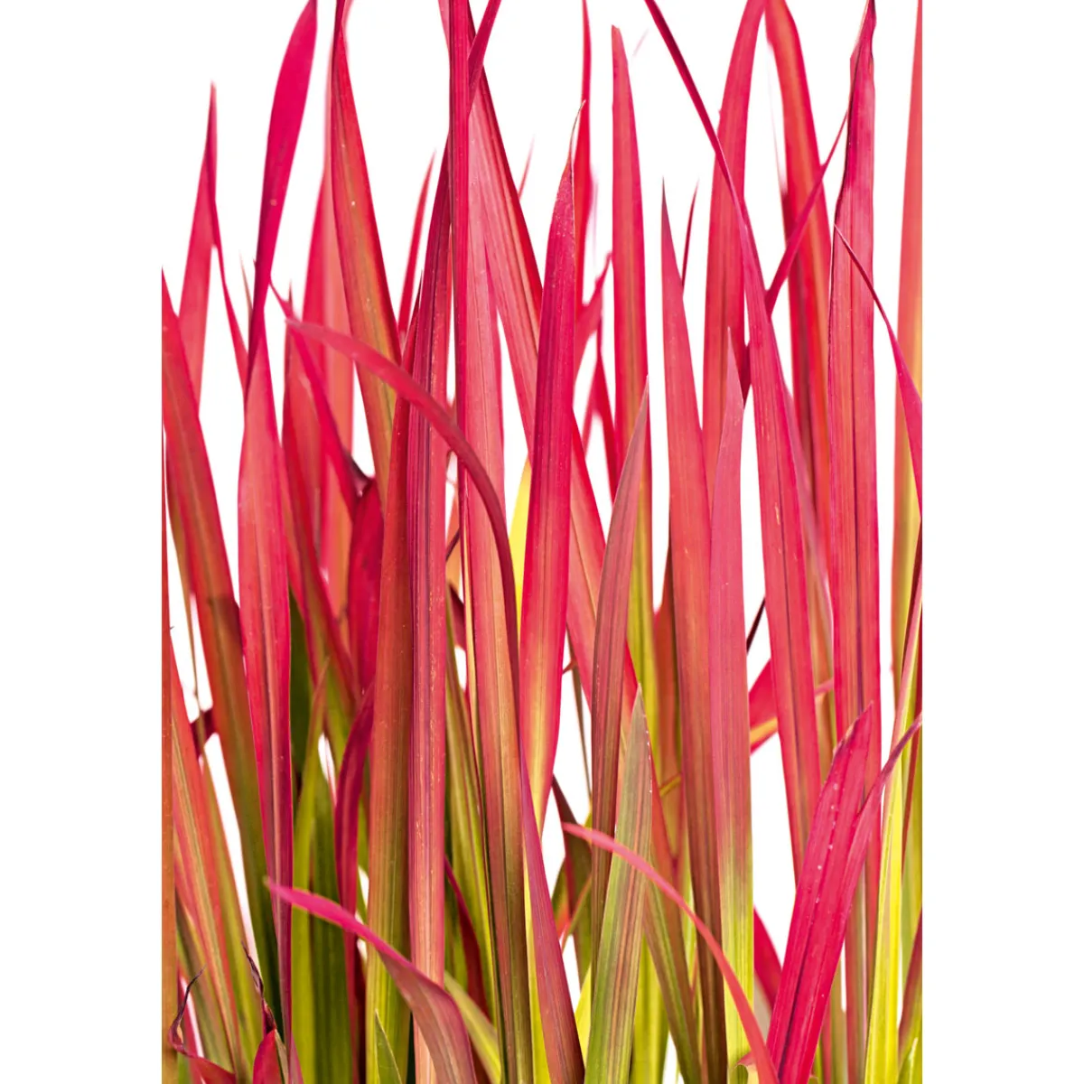 Japanisches Blutgras Red Baron Topf Durchmesser 19 cm*Plantiflor Discount