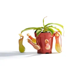Kannenpflanze Topf Durchmesser 9 cm^Plantiflor Hot