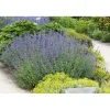 Katzenminze Topf Durchmesser 13 cm^Plantiflor Hot