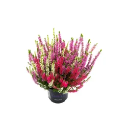 Knospenheide Beauty Ladies Trio^Plantiflor Best