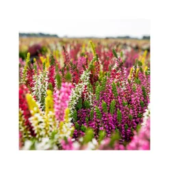 Knospenheide Beauty Ladies Trio^Plantiflor Best