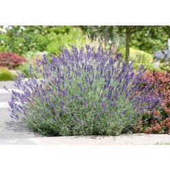 Plantiflor Lavendel blaue Blüten Topf Durchmesser 17 cm