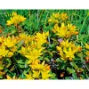 Mauerpfeffer Topf Durchmesser 12 cm*Plantiflor New
