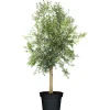 Plantiflor Oliven-Stamm im Topf Durchmesser 15 cm