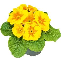 Plantiflor Primel Topf Durchmesser 10,5 cm