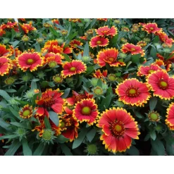 Prärie-Korkadenblume Topf Durchmesser 19 cm^Plantiflor Clearance