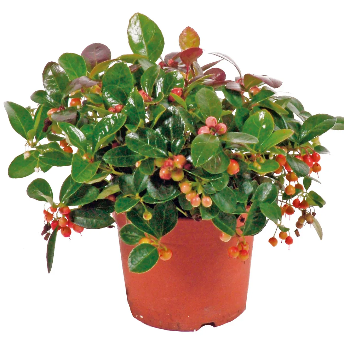 Rebhuhnbeere Topf Durchmesser 10,5 cm^Plantiflor