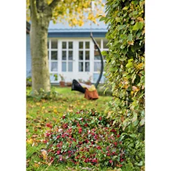 Rebhuhnbeere Topf Durchmesser 10,5 cm^Plantiflor