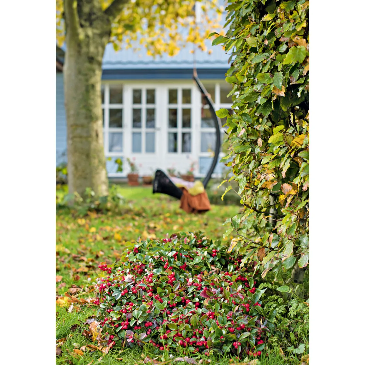 Rebhuhnbeere Topf Durchmesser 10,5 cm^Plantiflor