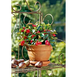 Rebhuhnbeere Topf Durchmesser 10,5 cm^Plantiflor