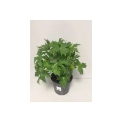 Rittersporn Morgentau Topf Durchmesser 19 cm*Plantiflor