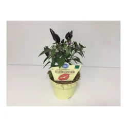 Plantiflor Scharfes Feuerküsschen T12