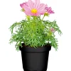 Plantiflor Schmuckkörbchen Topf Durchmesser 13 cm