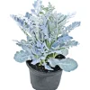 Silberblatt Topf Durchmesser 9 cm*Plantiflor Clearance
