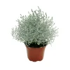 Plantiflor Silberkörbchen Topf Durchmesser 10,5 cm