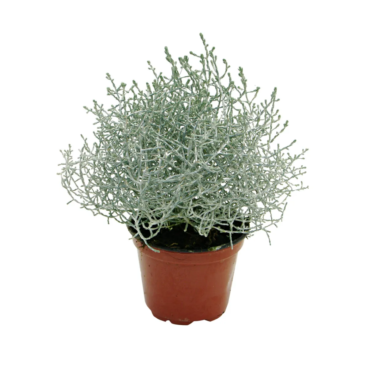 Plantiflor Silberkörbchen Topf Durchmesser 10,5 cm