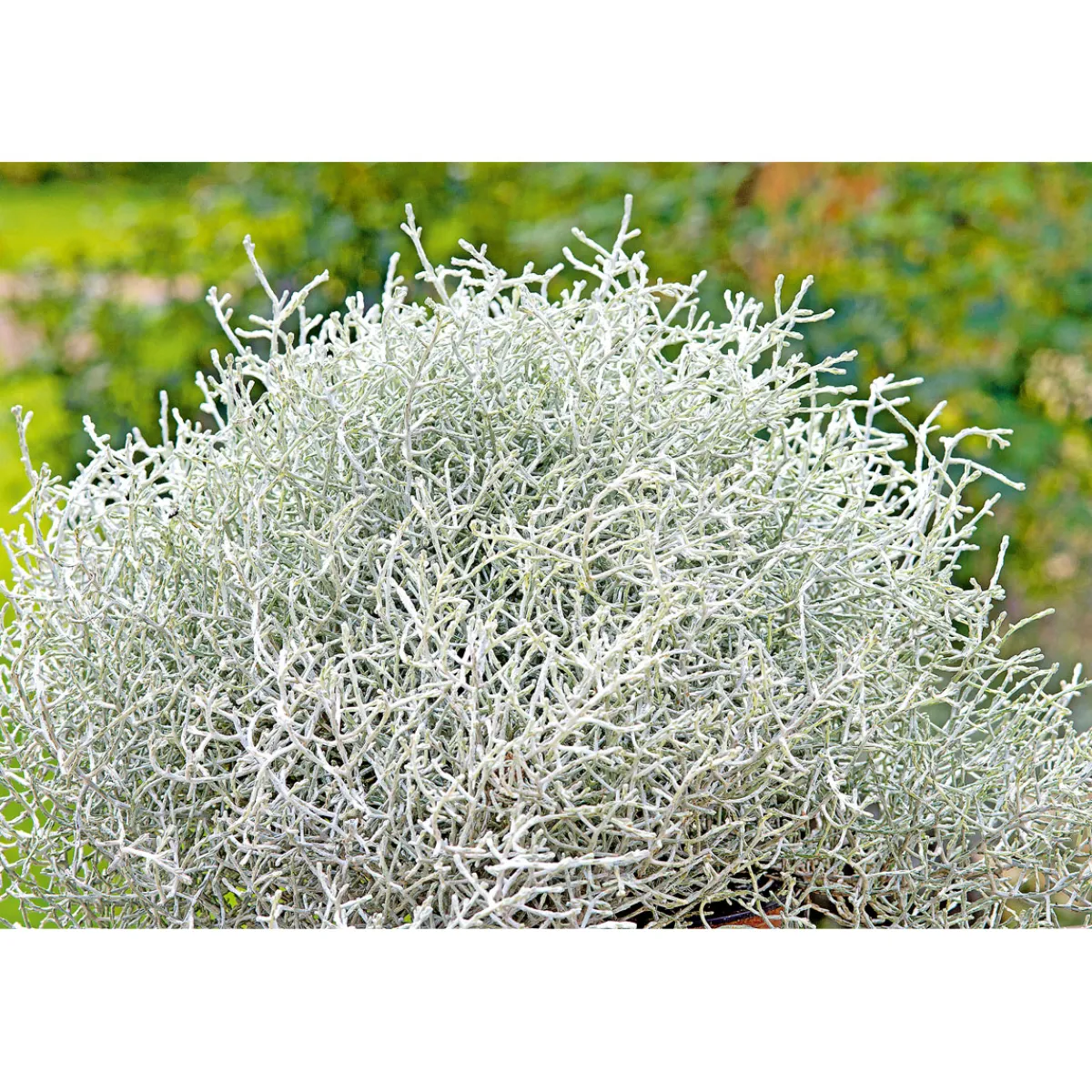 Plantiflor Silberkörbchen Topf Durchmesser 10,5 cm