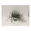 Stacheldrahtpflanze Durchmesser 12 cm^Plantiflor Clearance