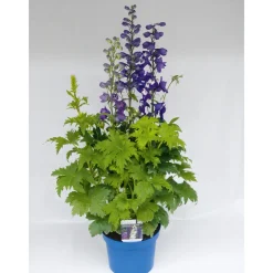 Staude P19 verschiedene Sorten^Plantiflor