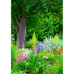 Stauden Topf- Durchmesser 17 cm*Plantiflor Outlet