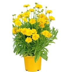 Stauden Topf- Durchmesser 17 cm*Plantiflor Outlet