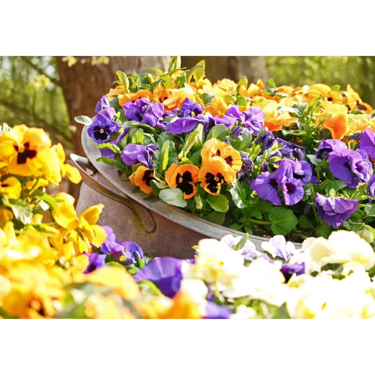 Plantiflor Stiefmütterchen Topf Durchmesser 9 cm