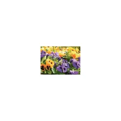 Stiefmütterchen 10er-Pack^Plantiflor Outlet