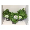 Plantiflor Stockrose Topf Durchmesser 19 cm