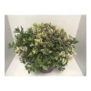 Plantiflor Strauchveronika