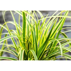 Plantiflor Ziergräser Durchmesser 17 cm versch Sorten