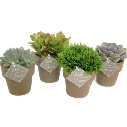 ZKAK Succulenten Mix T10 braune Keramik^Plantiflor