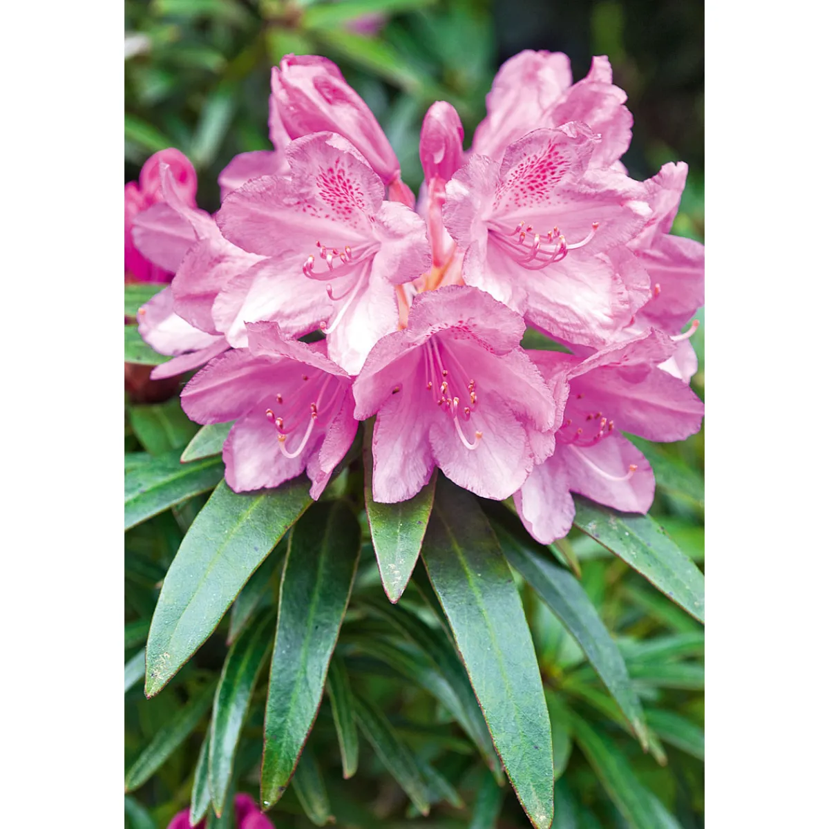 Alpenrose Graziella Topf Durchmesser 23 cm^Plantiflor Outlet