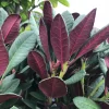 Alpenrose Wine und Roses Topf Durchmesser 23 cm*Plantiflor Online