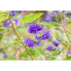 Bartblume Heavenly Blue Topf Durchmesser 19 cm*Plantiflor Online