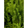 Becher-Eibe Hillii Topf Durchmesser 23 cm*Plantiflor Sale