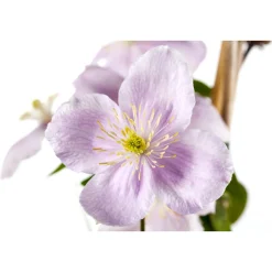 Berg-Waldrebe Rubens Topf Durchmesser 17 cm*Plantiflor