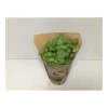 Bio-Basilikum T12^Plantiflor Discount
