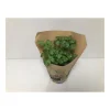 Plantiflor Bio-Petersilie glatt T14